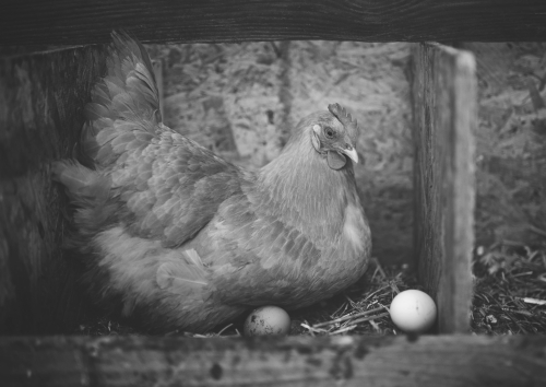 Fourrages combinés pour poules d’œufs